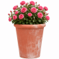 Preview: Hoher Rosentopf aus Impruneta-Terracotta – frostsicher, massiv & windstabil